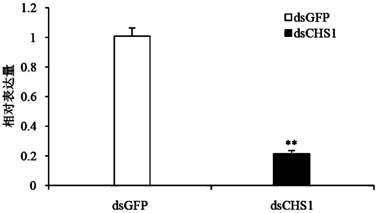 Gene fragment of chitin synthetase 1 (SfCHS1) of Sogatella furcifera and application of dsRNA of gene fragment in pest control