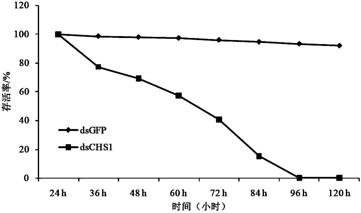 Gene fragment of chitin synthetase 1 (SfCHS1) of Sogatella furcifera and application of dsRNA of gene fragment in pest control