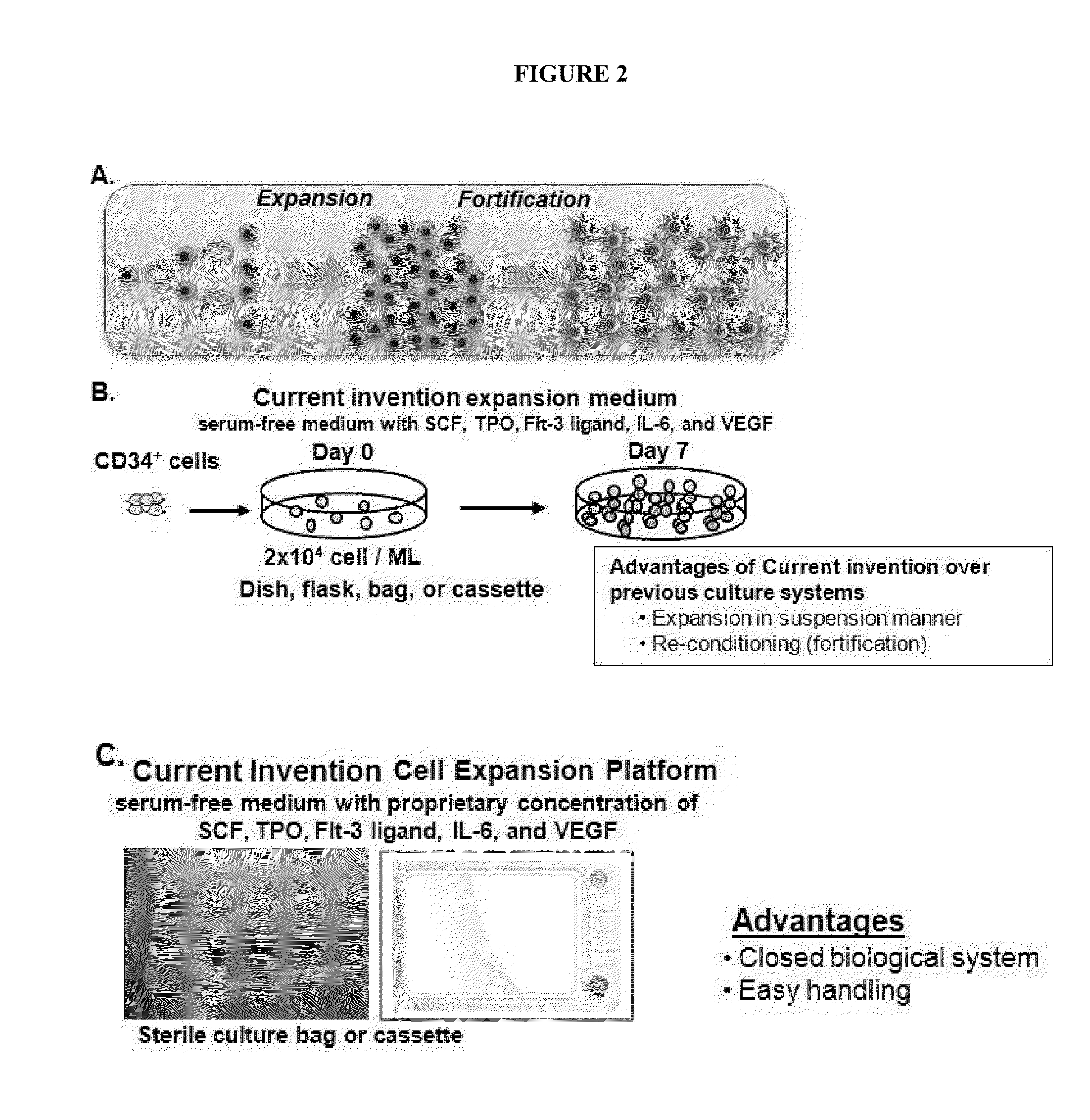 Method For Amplification And Functional Enhancment Of Blood Derived Progenitor Cells Using A Closed Culture System