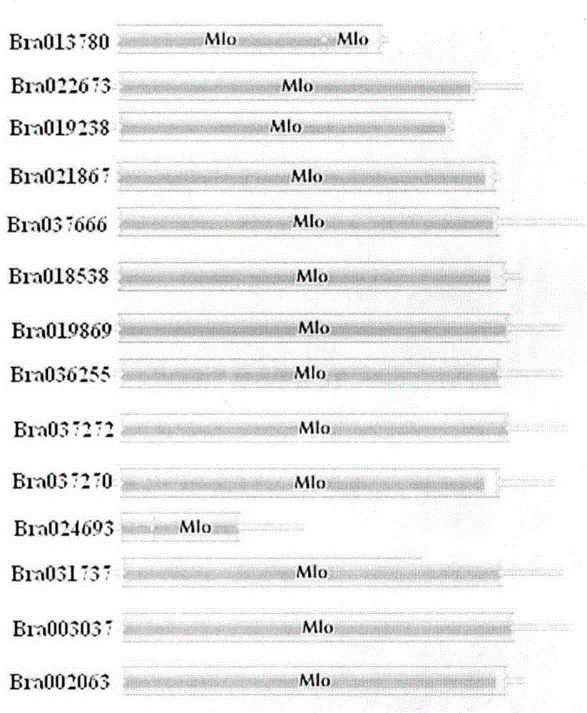 Rapid identification of powdery mildew resistant gene of Chinese cabbage by using comparative genomics