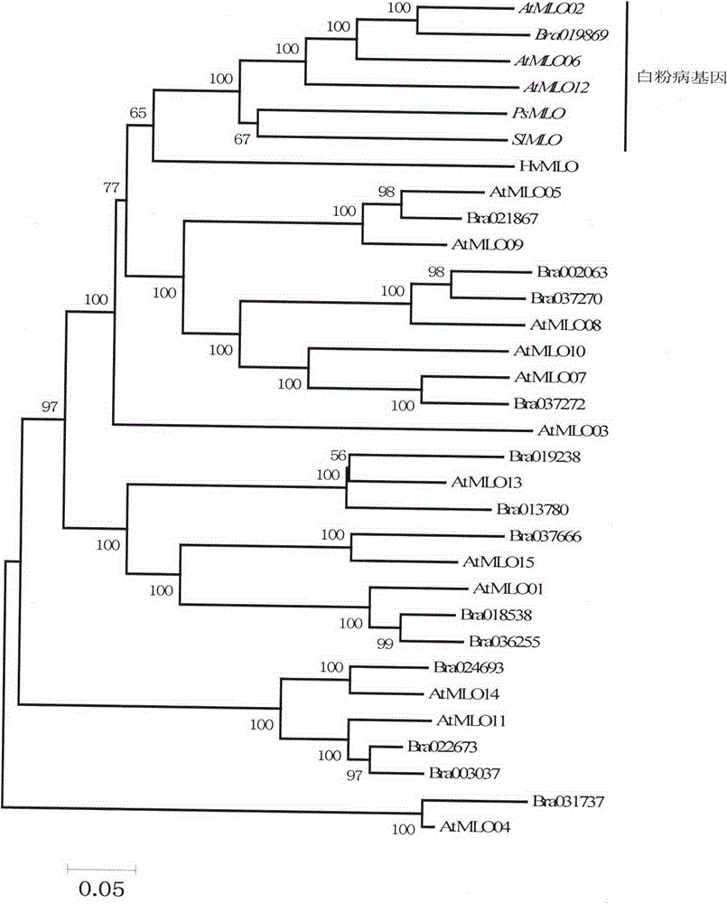 Rapid identification of powdery mildew resistant gene of Chinese cabbage by using comparative genomics