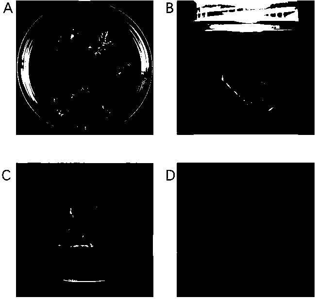 High-efficiency regeneration method using cunninghamia lanceolata cotyledon as explant