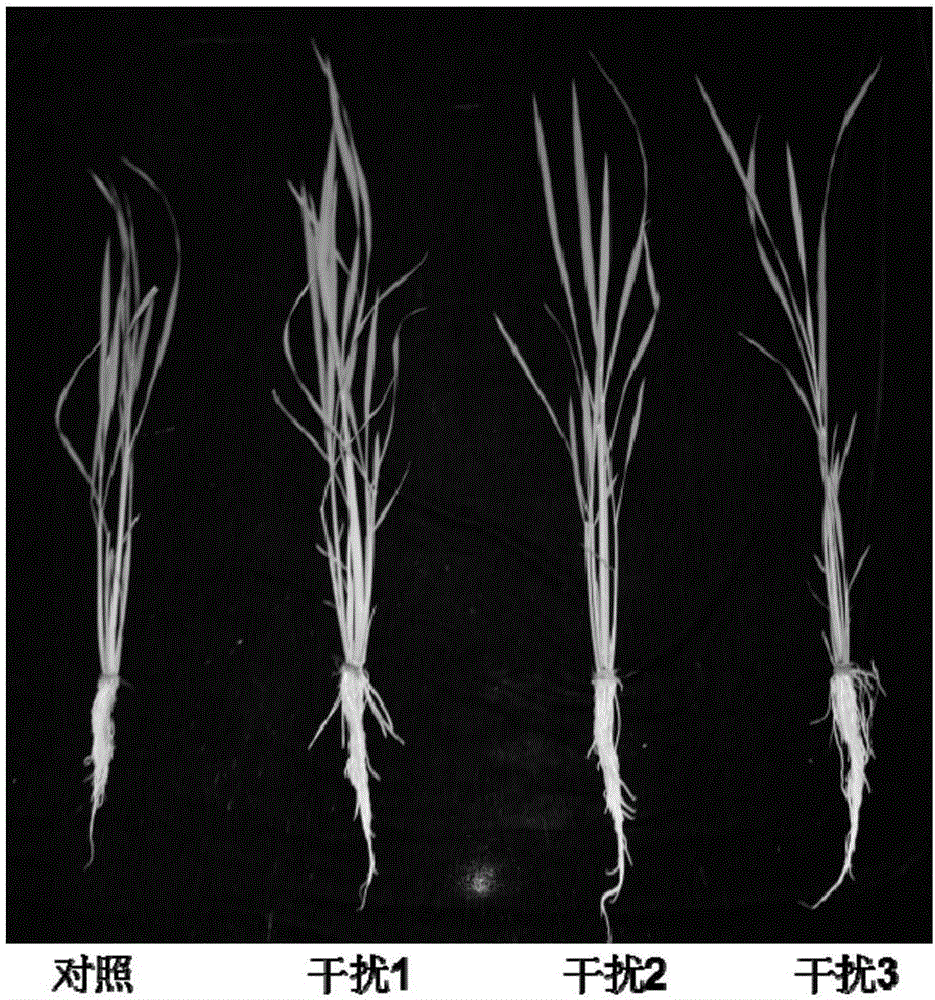 Application of amino acid transport gene OsAAP5 to rice breeding