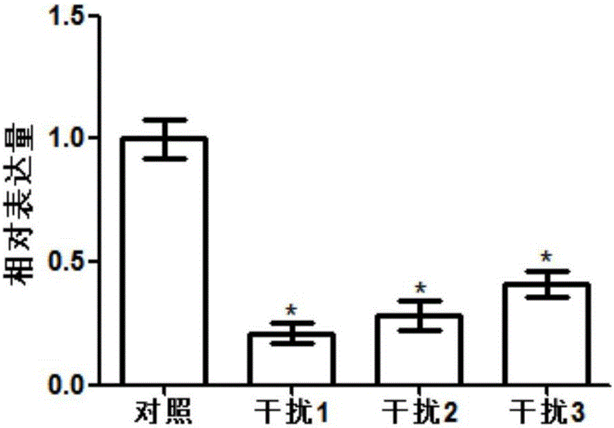 Application of amino acid transport gene OsAAP5 to rice breeding