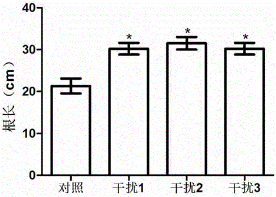 Application of amino acid transport gene OsAAP5 to rice breeding