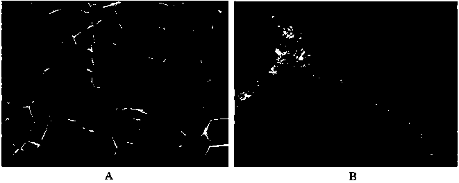 Three-dimensional porous carbon-manganese oxide core shell structure material as well as preparation method and application thereof