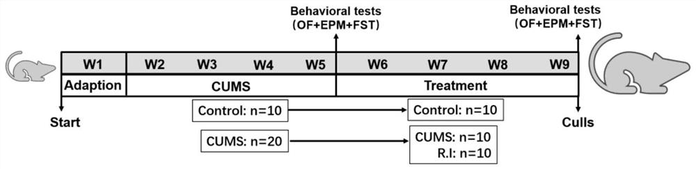 Application of roseburia in the preparation of drugs for preventing and treating anxiety and depression