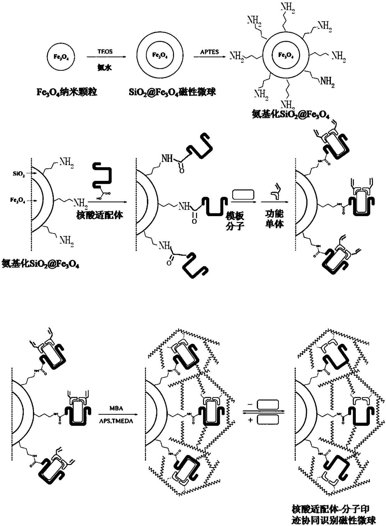 Nucleic acid aptamer-molecular imprinting synergistic recognition magnetic microspheres and preparation method and application thereof