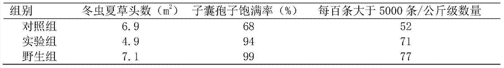 Rejuvenation culture method for artificial breeding of cordyceps militaris strain