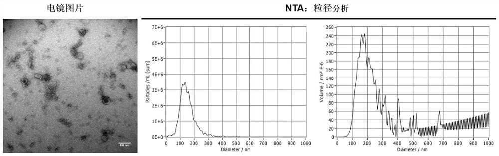 Application of miR-663a or target gene CKDN2A thereof in thin endometrium