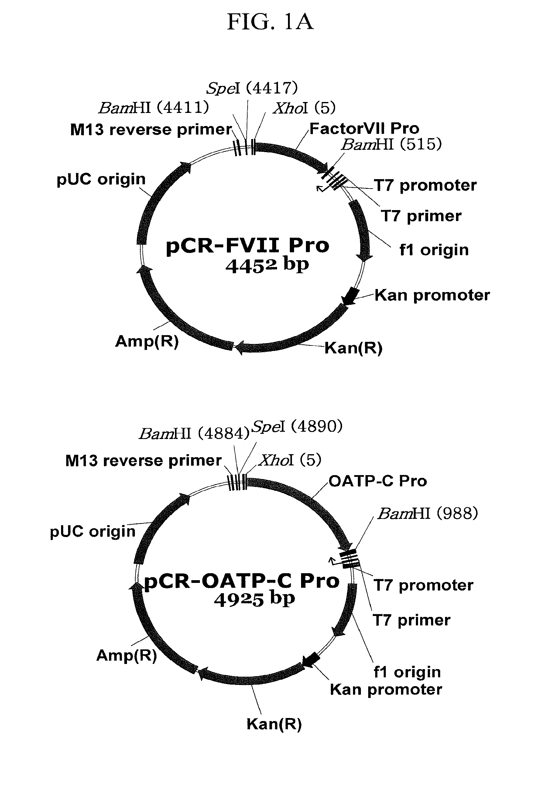 Expression vector suitable for expression of a coding sequence for gene therapy