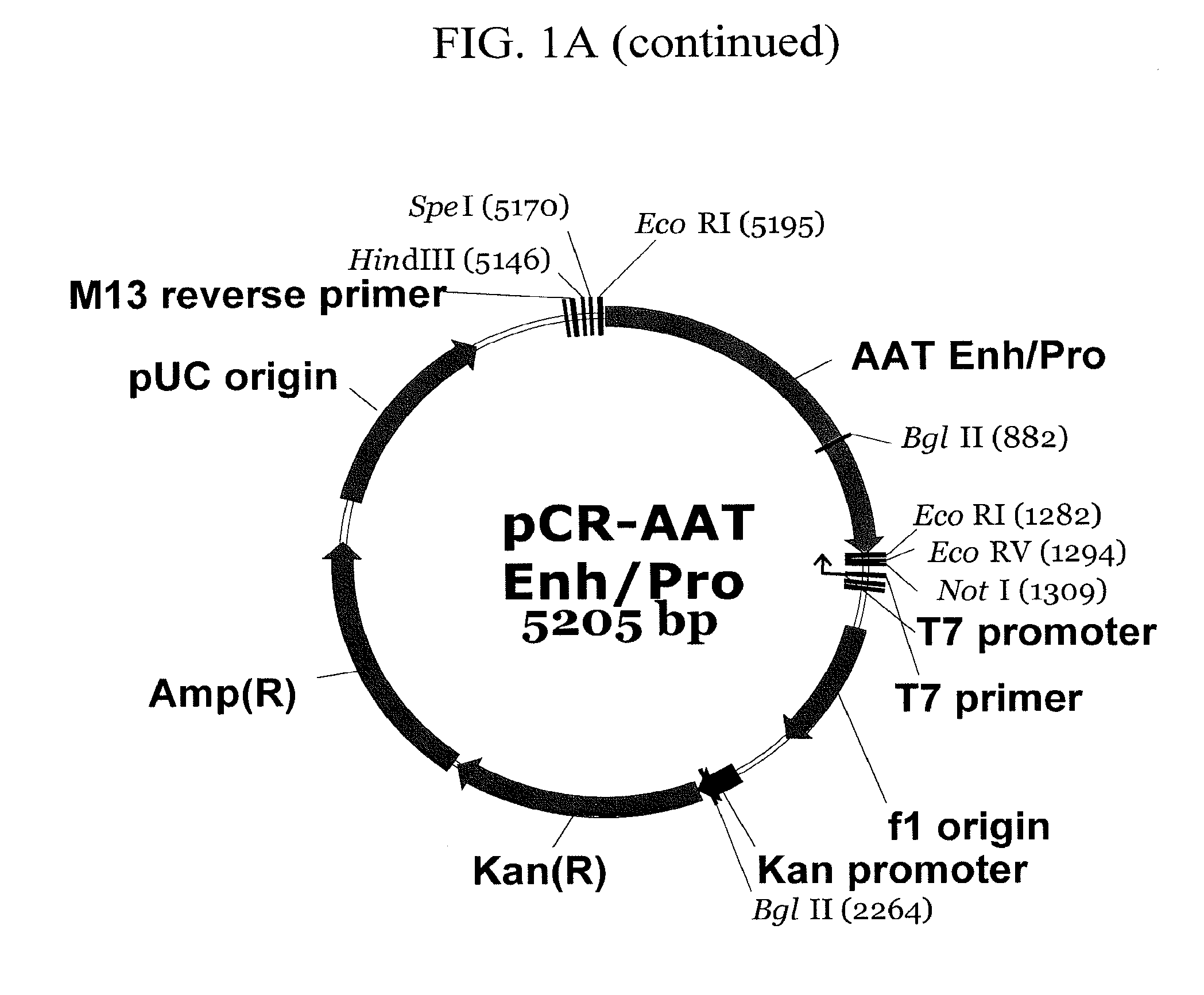 Expression vector suitable for expression of a coding sequence for gene therapy