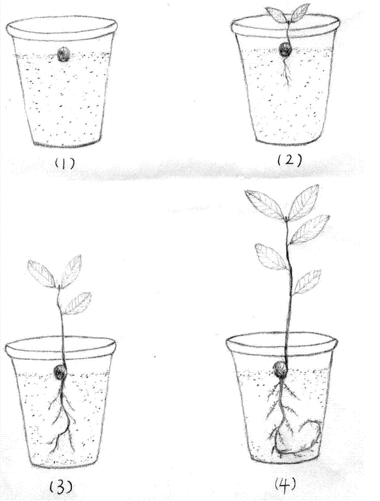 Method for cultivating cork oak seedlings