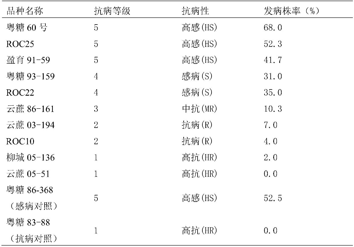 Method for accurately identifying disease resistance of newly-planted sugarcane white leaf