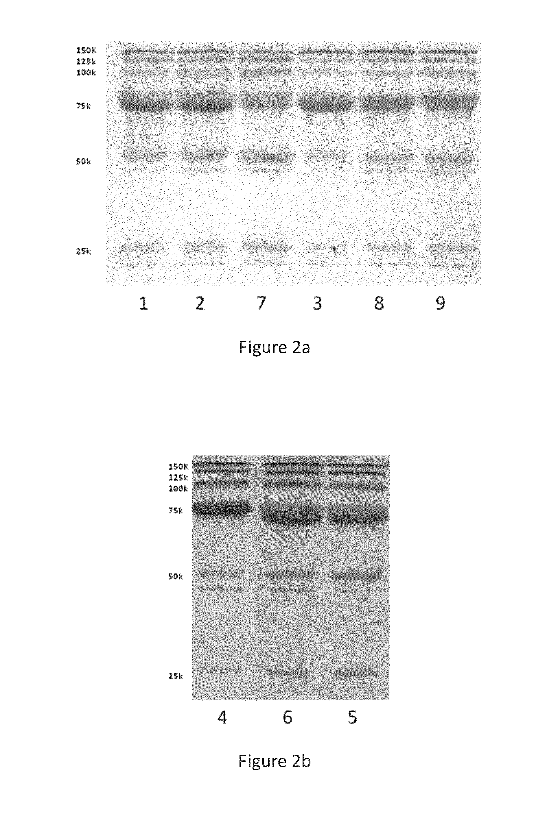 Tridentate connexon and use thereof