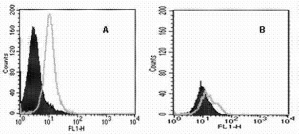 Death receptor-5 agitated polyvalent antibody and application thereof in preparation of anti-tumor medicines