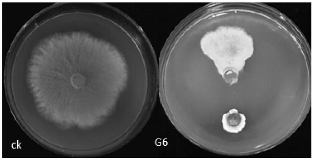 A strain of Streptomyces producing chitinase and its application