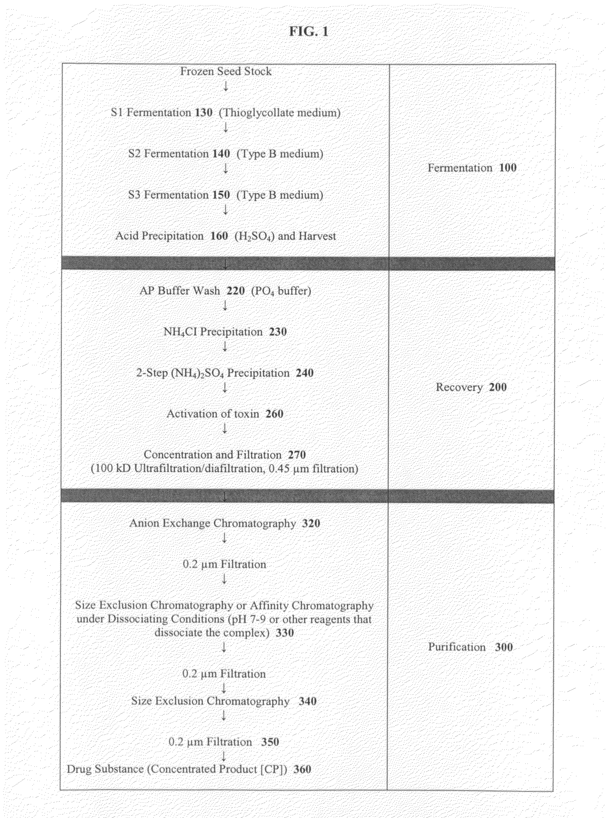 Compositions of activated botulinum holotoxin type B (150 kD)