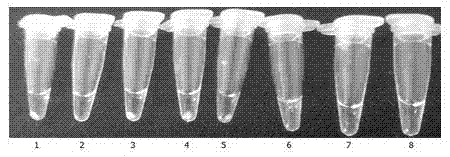 LAMP kit for rapid detection of Shigella