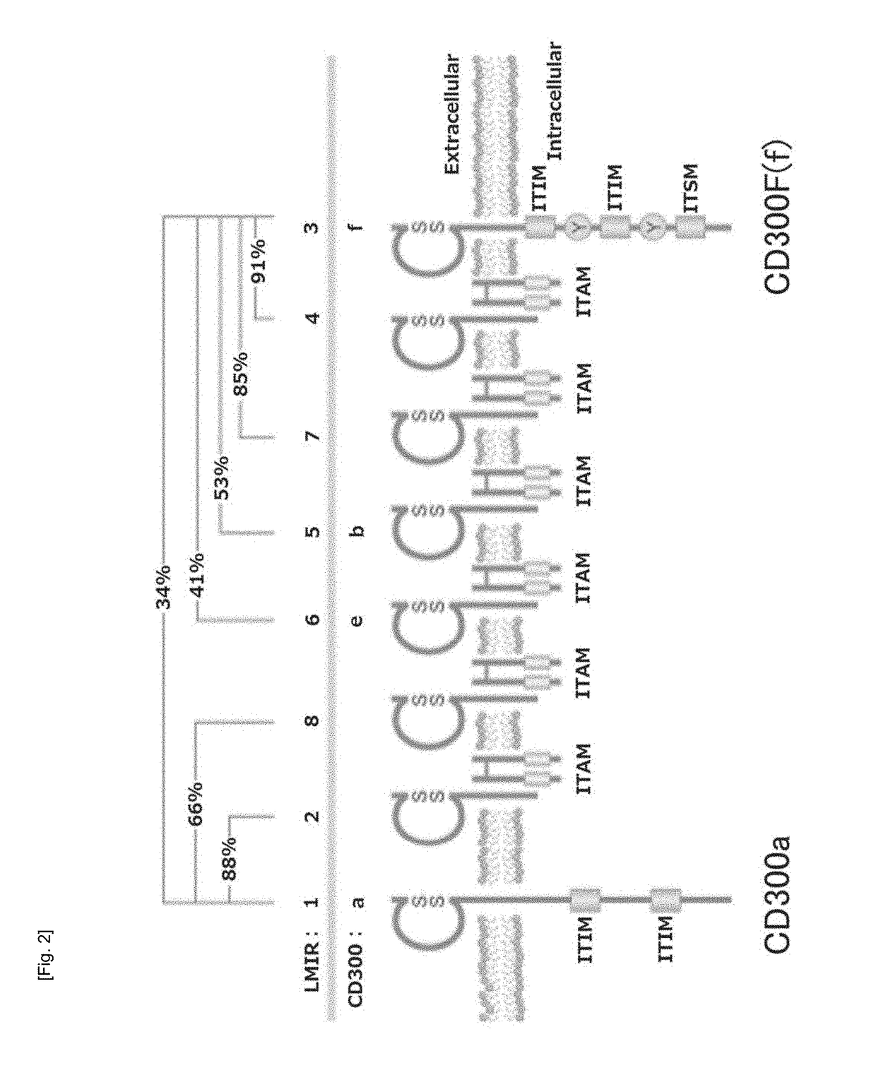 Cultured transgenic cell allowing growth of norovirus, and use thereof