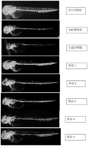 A kind of preparation technology and application of black garlic polysaccharide extract