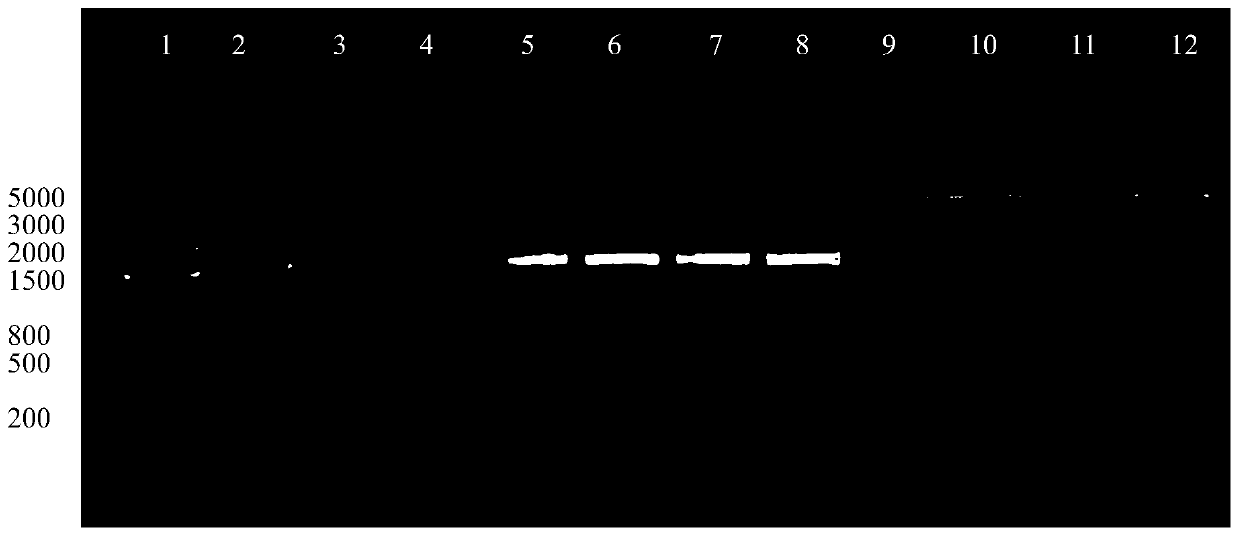 Radiation biological dosimeter, preparation method and application thereof