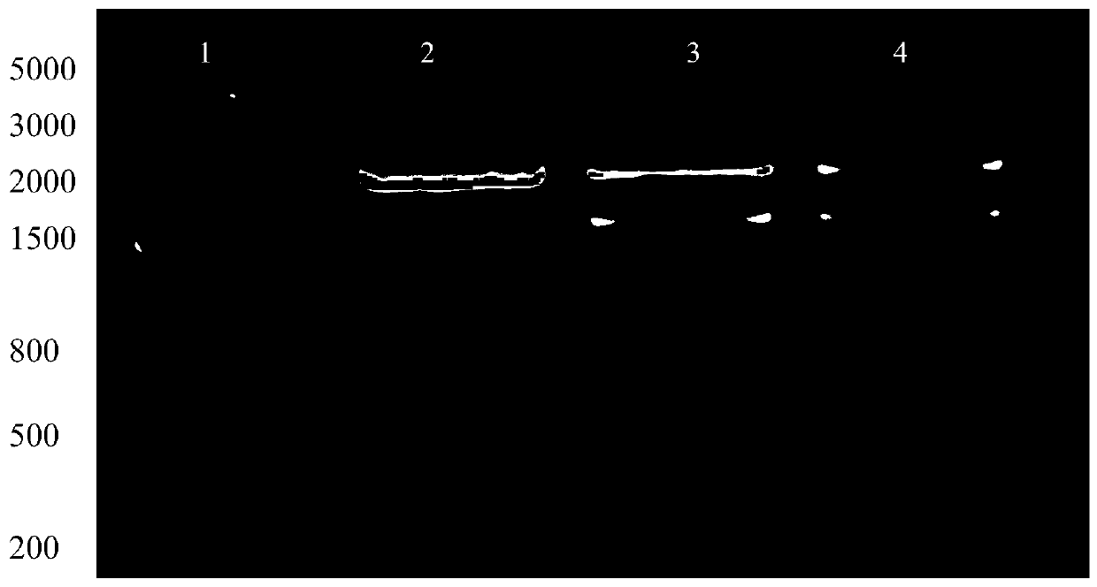 Radiation biological dosimeter, preparation method and application thereof