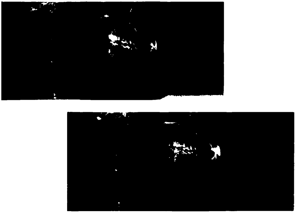 Application of permanent tooth extract in preparation of mandibular filling material