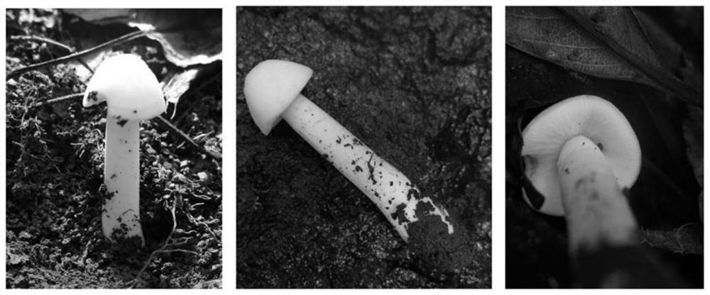 Ouderia oosporum albicans and its artificial cultivation method