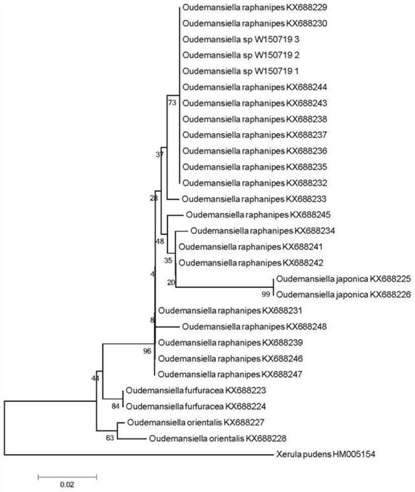 Ouderia oosporum albicans and its artificial cultivation method