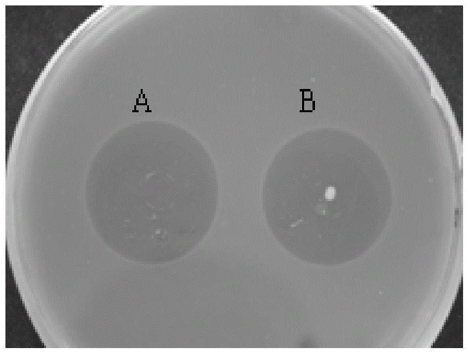 Recombinant lactobacillus plantarum capable of secreting colicins V and preparation method thereof