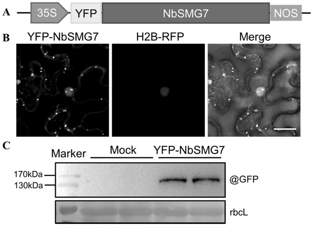 Application of Nicotiana benthamiana nbsmg7 Gene in Regulating Plant Resistance to Virus and Breeding Method of Transgenic Plants