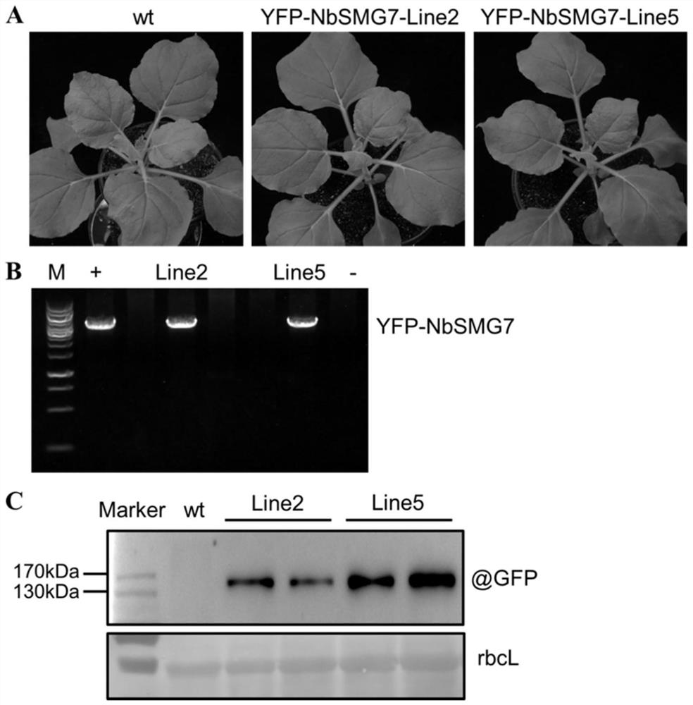 Application of Nicotiana benthamiana nbsmg7 Gene in Regulating Plant Resistance to Virus and Breeding Method of Transgenic Plants