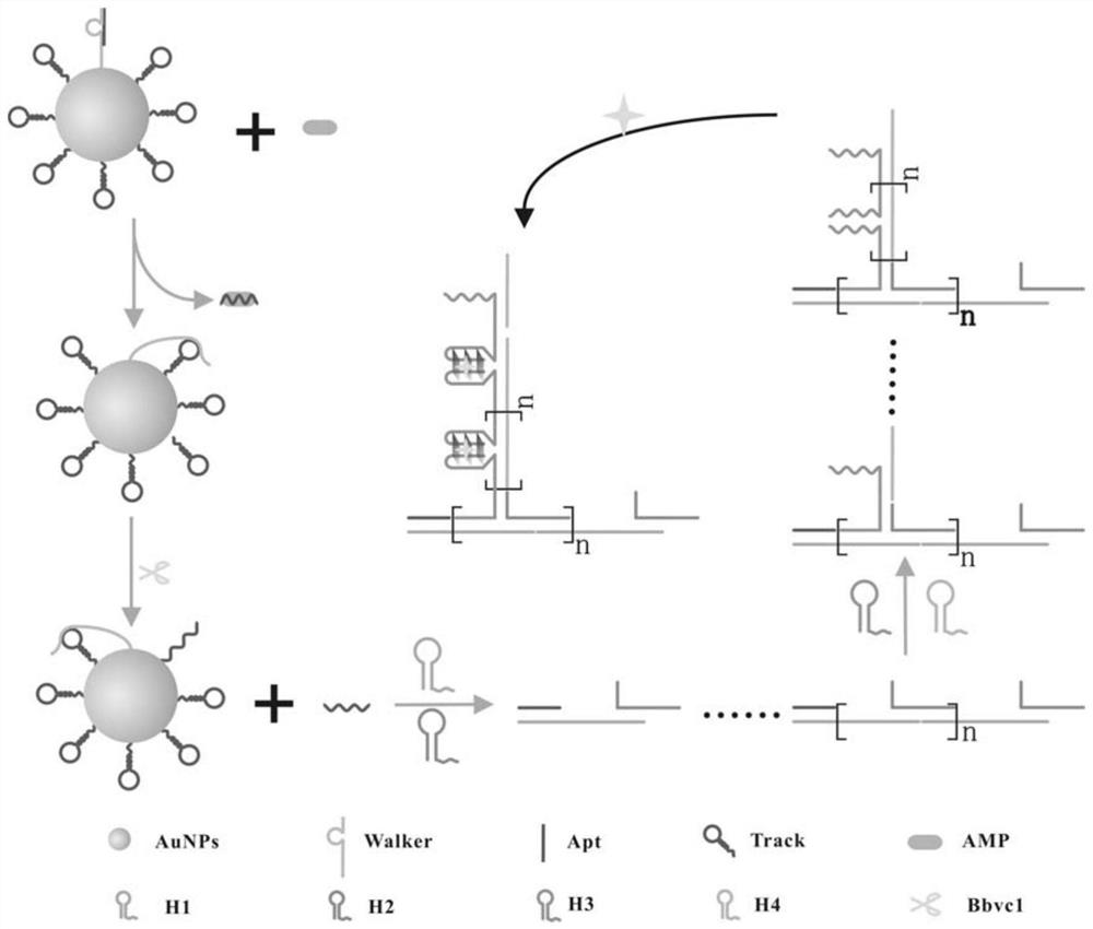 A biosensor for detecting ampicillin and its preparation method and application