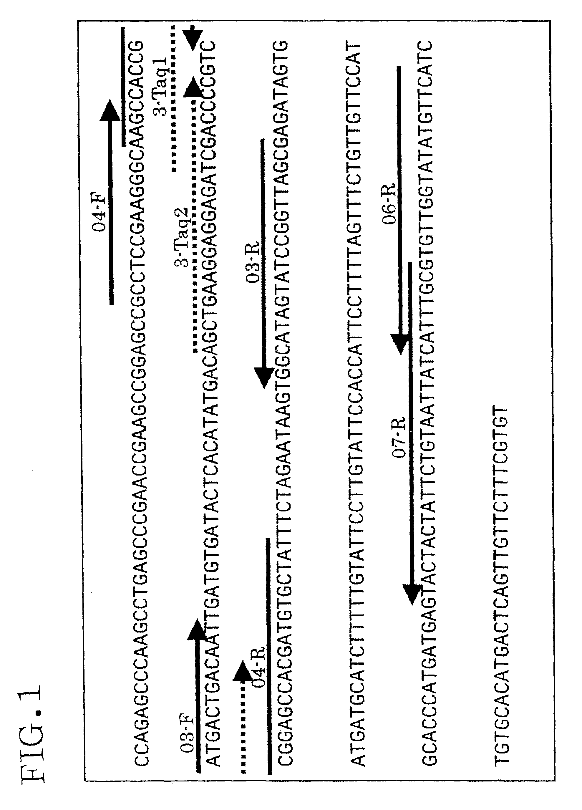 Method of detecting or quantitating endogenous wheat DNA and method of determining contamination rate of genetically modified wheat in test sample