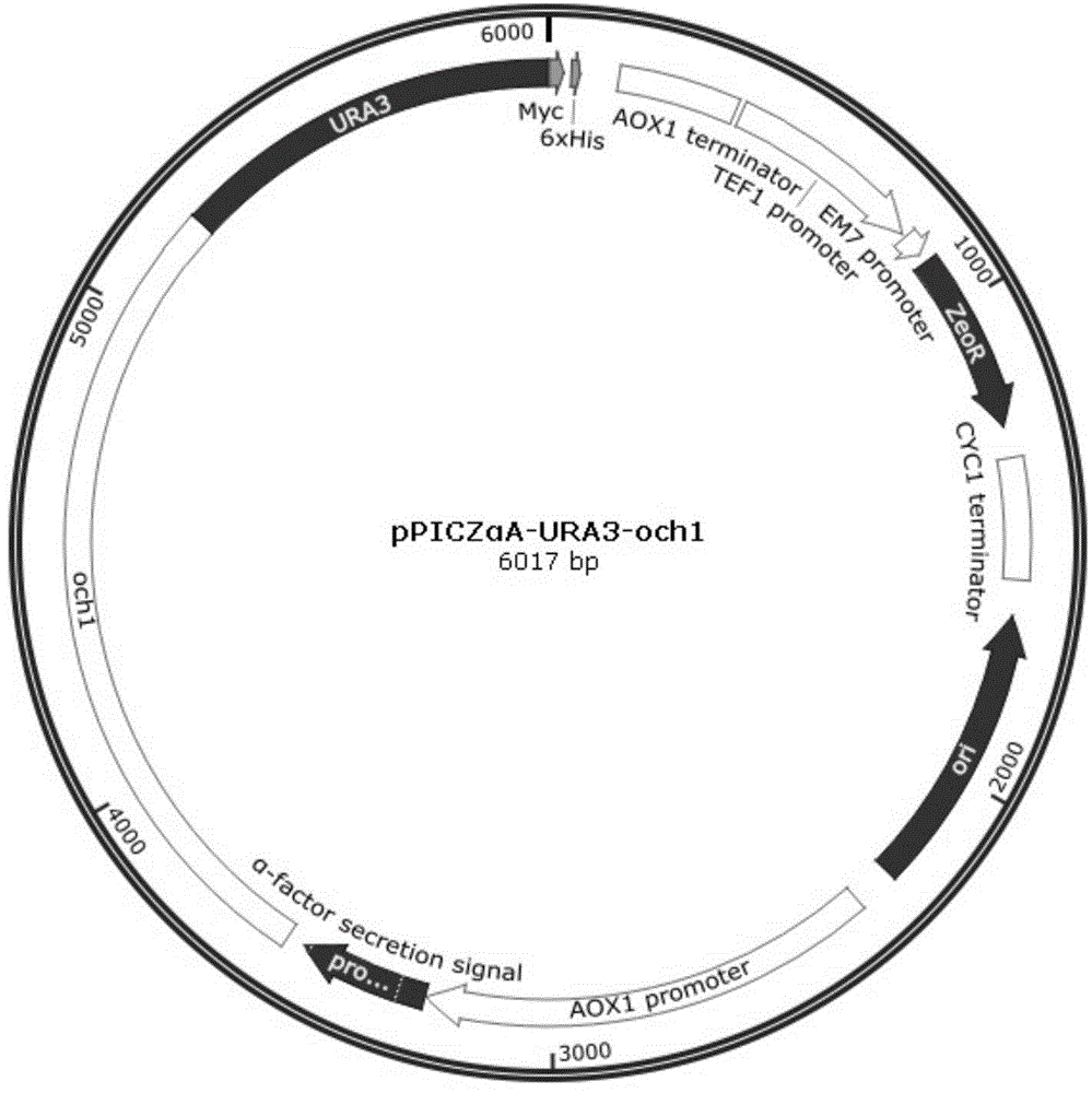 Construction method of Pichia pastoris expressed by OCH1 defect anti-CD20 tetravalent antibody