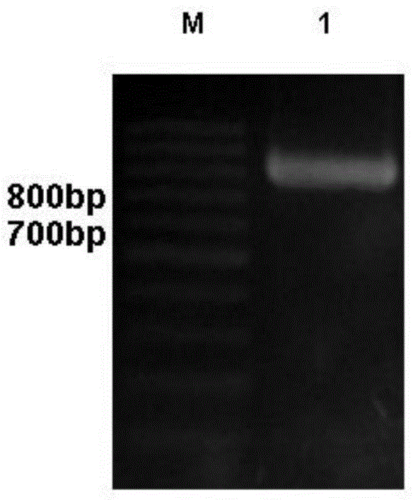 Construction method of Pichia pastoris expressed by OCH1 defect anti-CD20 tetravalent antibody