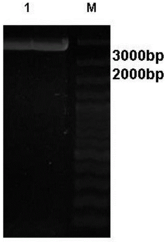 Construction method of Pichia pastoris expressed by OCH1 defect anti-CD20 tetravalent antibody