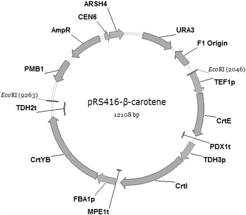 Recombinant yeast strain, and building method and application thereof