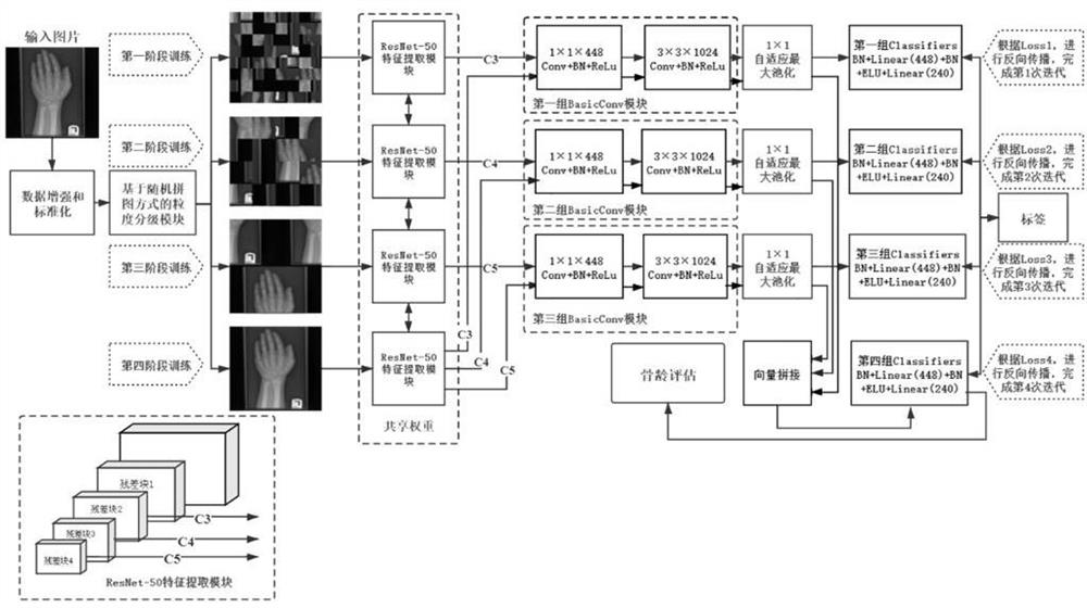 Progressive bone age assessment method based on multi-granularity feature fusion