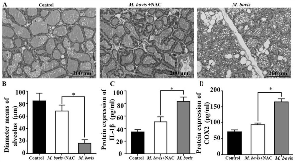 A kind of construction method and application of mycoplasma bovis mouse mastitis model