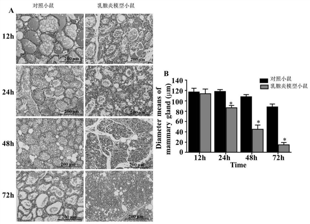 A kind of construction method and application of mycoplasma bovis mouse mastitis model