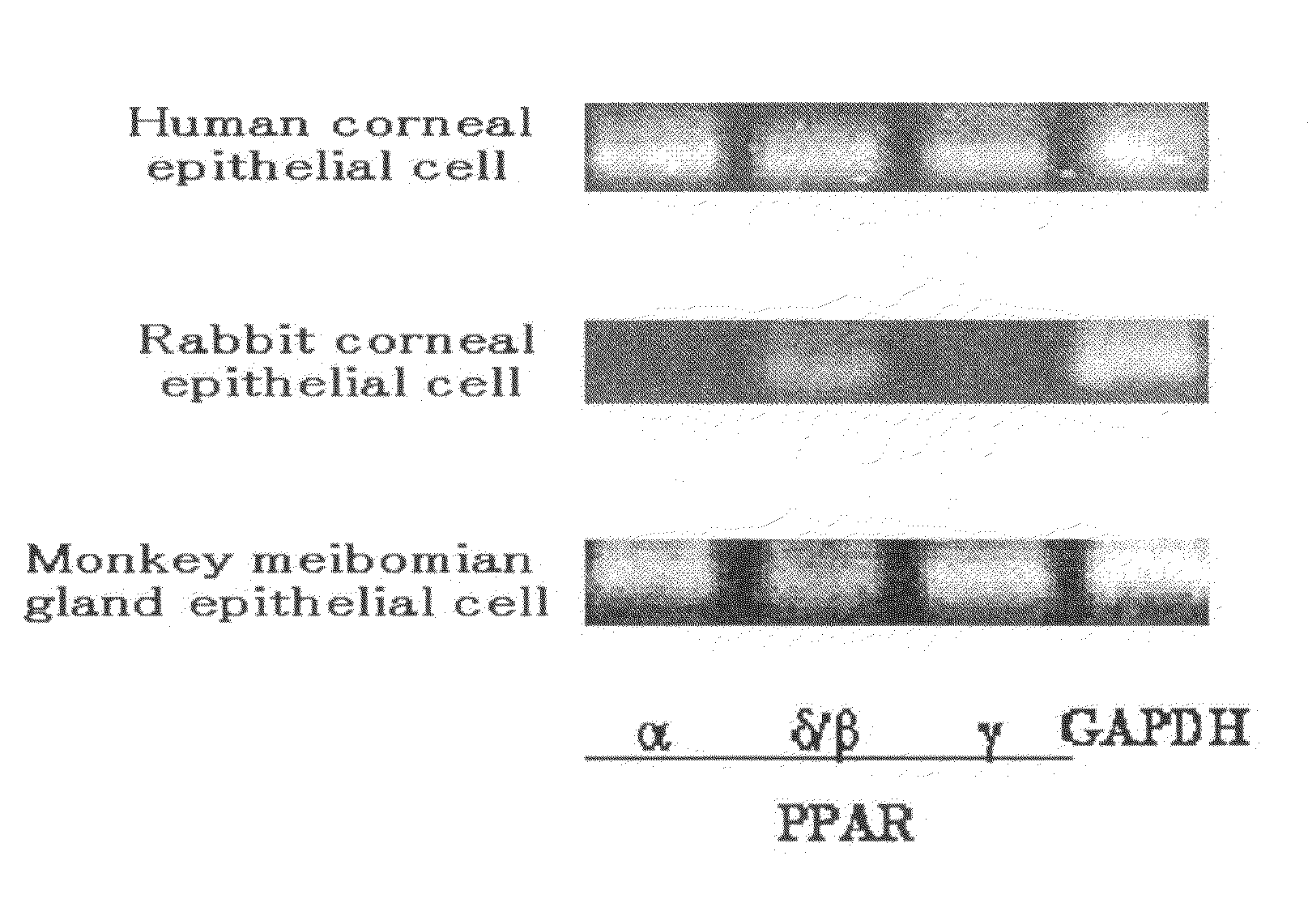 Pharmaceutical Comprising PPAR Agonist