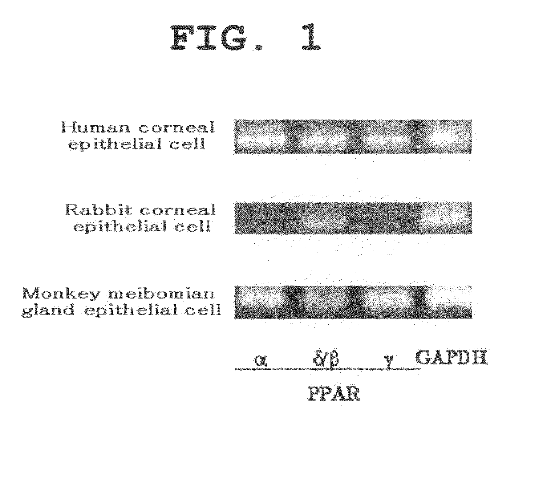 Pharmaceutical Comprising PPAR Agonist