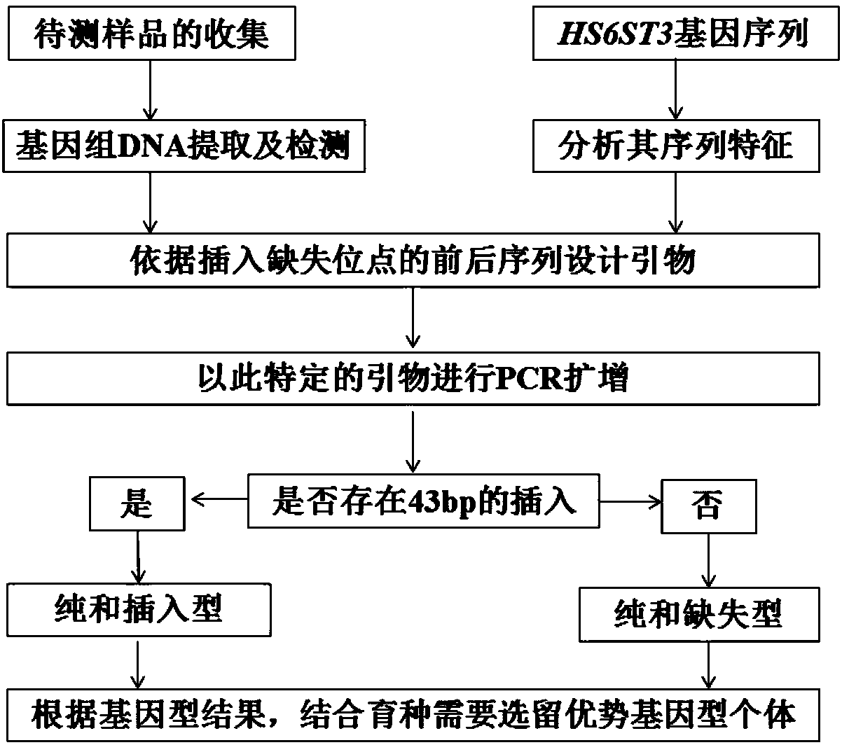 Chicken HS6ST3 gene 43bp indel polymorphic marker, application thereof, detection primer and reagent kit