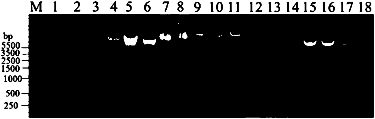 Chicken HS6ST3 gene 43bp indel polymorphic marker, application thereof, detection primer and reagent kit