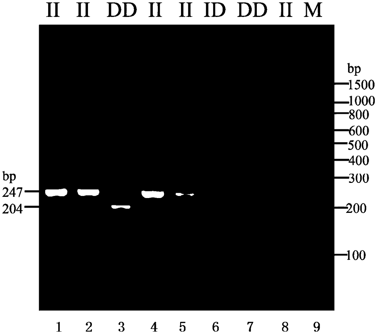 Chicken HS6ST3 gene 43bp indel polymorphic marker, application thereof, detection primer and reagent kit