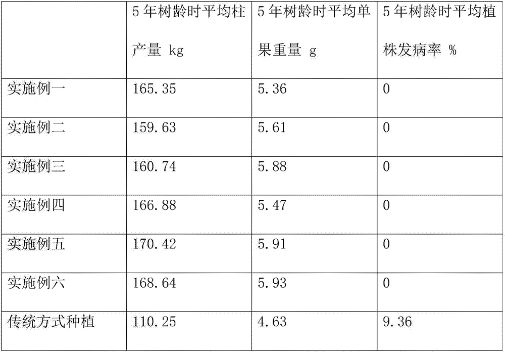 Cultivation method for cherry dwarfing and early fruiting