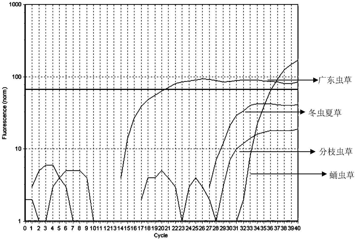 A characteristic nucleotide sequence, nucleic acid molecular primer and method for quantitative detection of Cordyceps guangdong