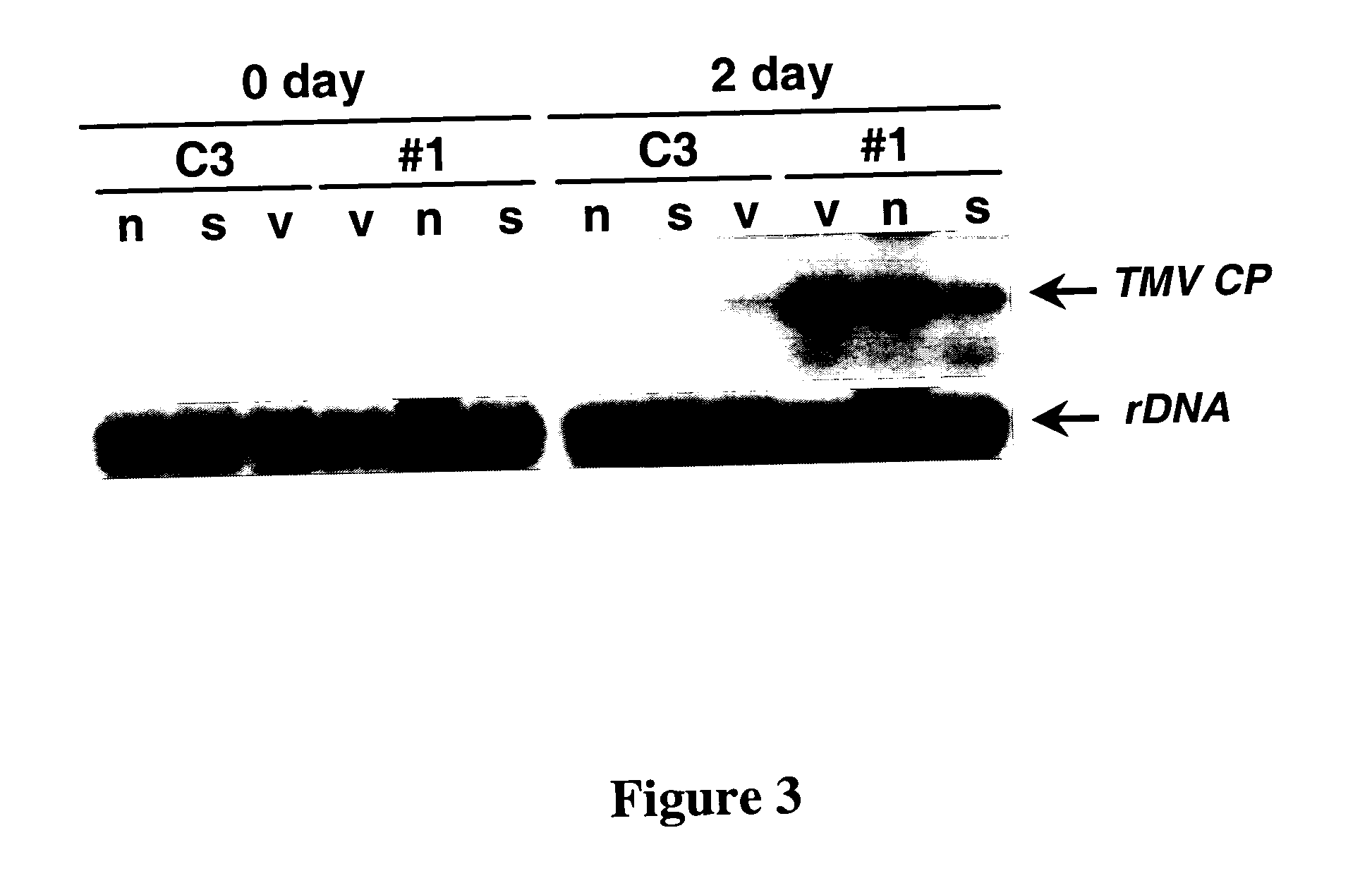 Methods for determining specificity of RNA silencing and for genetic analysis of the silenced gene or protein